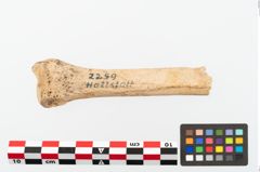 Foto von Tierknochen (NHMW-PRAE-002259)